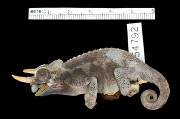 Media type: image;   Herpetology R-54792